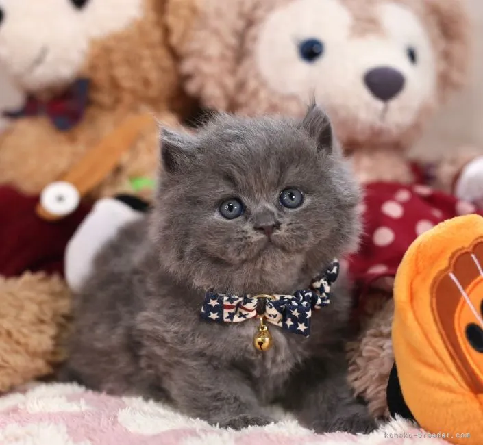 ID：2110-00003の子猫