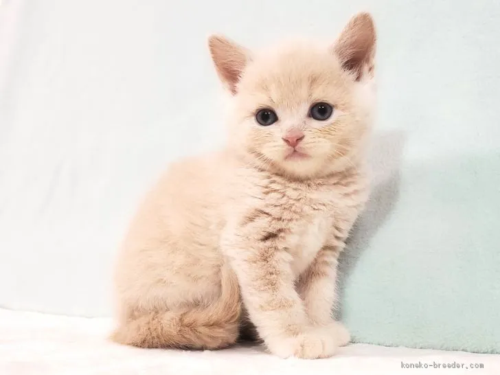 ID：2101-00828の子猫