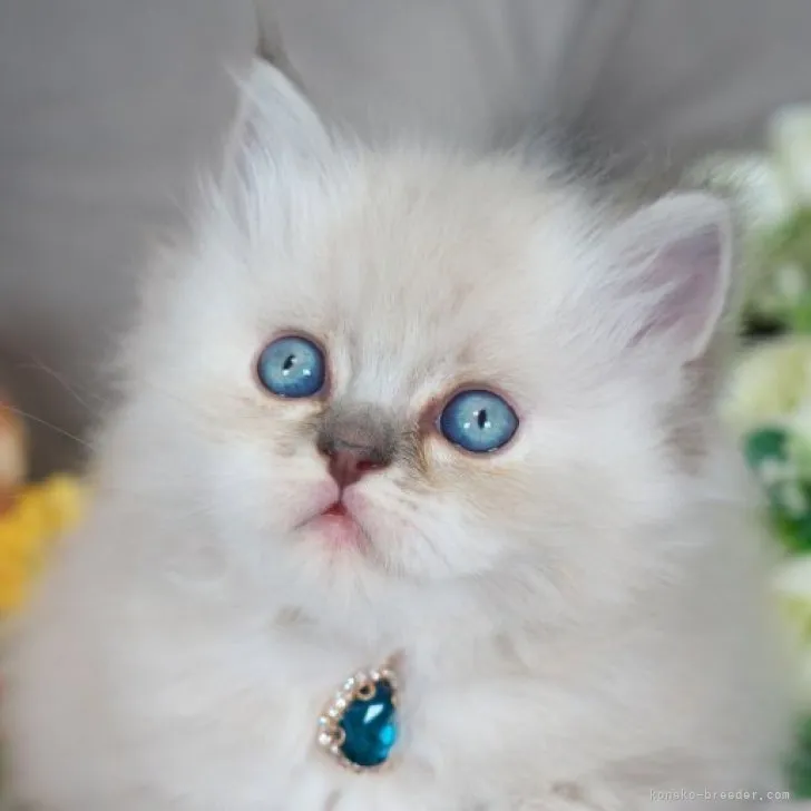 ID：2306-01412の子猫