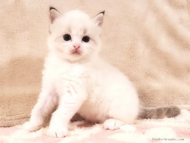 ID：2101-00530の子猫