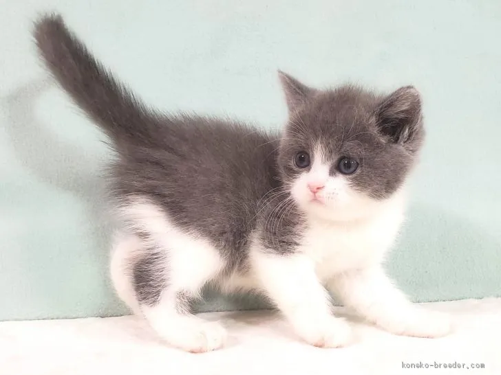 ID：2101-00825の子猫