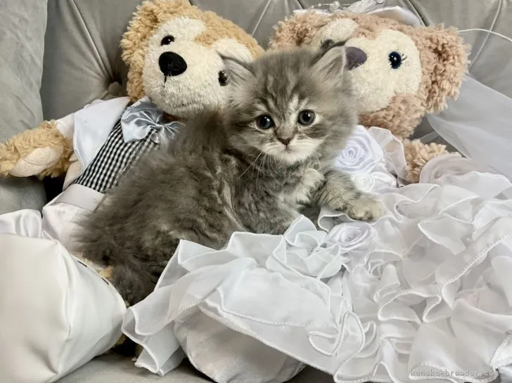 ID：2201-00867の子猫