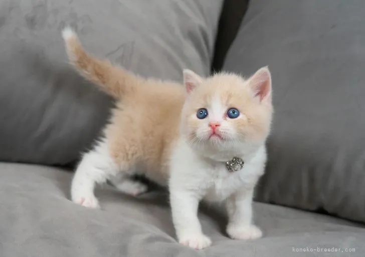 ID：2206-02582の子猫