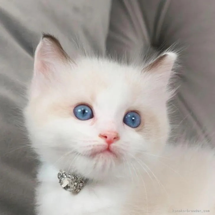 ID：2206-02101の子猫