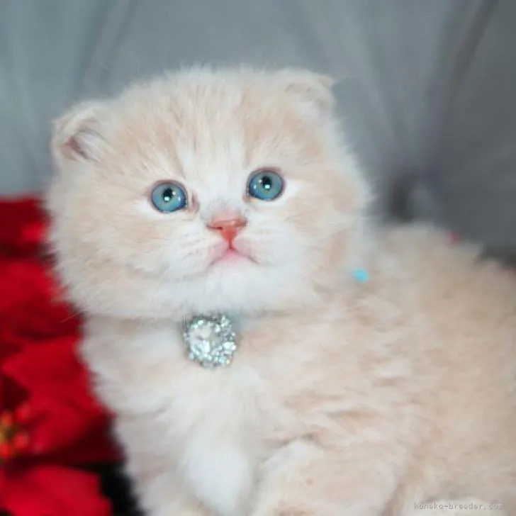 ID:2211-00133の子猫