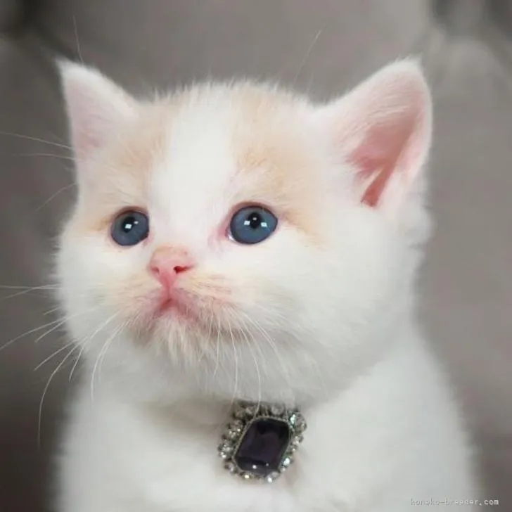 K.S 様のお迎えした子猫