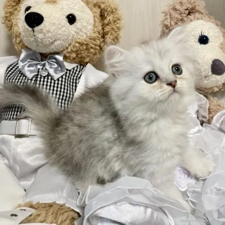 ID:2206-02107の子猫