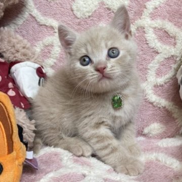 ブリティッシュショートヘア【愛知県・男の子・2023年8月5日・クリームタビー】の写真「可愛い男の子❤️✨」