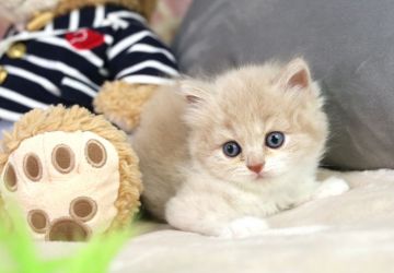 スコティッシュフォールド【愛知県・女の子・2021年8月5日・クリームタビー&ホワイト（ロングヘア）】の写真「ご見学と同日にお迎えいただけます🥰🎵」