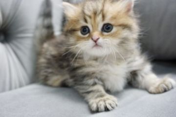 ミヌエット【愛知県・女の子・2021年5月29日・ブラウンパッチドタビー】の写真「ふわふわもこもこ甘えん坊な短足の女の子🥰」