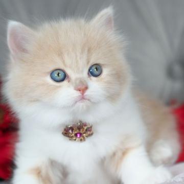 ホワイト系の子猫を探す｜ブリーダー直販の子猫販売【みんなの子猫 