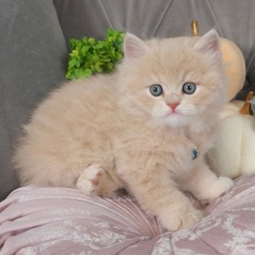 スコティッシュフォールド【愛知県・男の子・2023年8月30日・クリームタビー】の写真「まんまる可愛い男の子❤️」