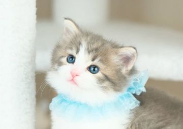 ノルウェージャンフォレストキャット【愛知県・女の子・2022年3月10日・ブルータビー&ホワイト】の写真「とっても甘えん坊な女の子🥰」