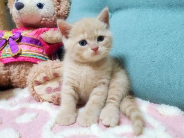 ブリティッシュショートヘア【愛知県・男の子・2020年6月10日・クリームタビー（ショート）】の写真「【イケメン】とっても可愛い男の子😺元気いっぱい」