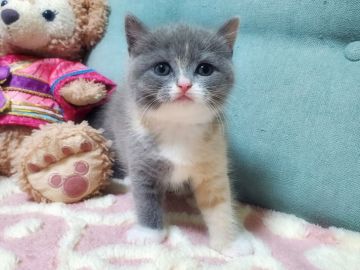 ブリティッシュショートヘア【愛知県・女の子・2020年6月10日・ダイリュートキャリコ（ショート）】の写真「柄がとっても個性的な女の子😺お顔も可愛いです🎵」