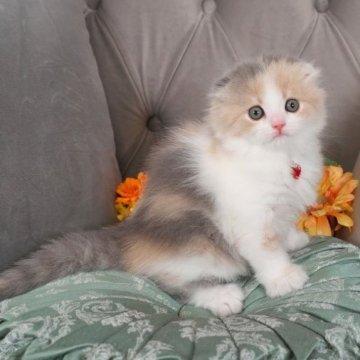 スコティッシュフォールド【愛知県・女の子・2023年8月30日・ダイリュートキャリコ】の写真「最高に可愛い女の子❤️✨」