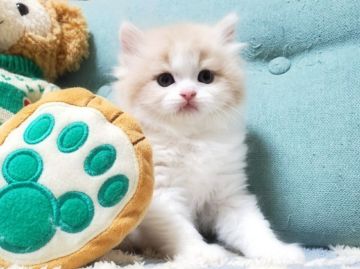 スコティッシュフォールド(立ち耳)【愛知県・男の子・2020年11月24日・クリームタビー&ホワイト（ロングヘア）】の写真「まんまる・もこもこ・とっても可愛い😺」