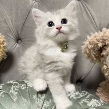 ミヌエット(長足)【愛知県・女の子・2023年7月14日・シルバーパッチドタビー&ホワイト】の写真「ご見学当日お迎え可能です☺️」