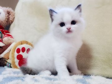 ラグドール【愛知県・男の子・2020年11月7日・シールポイントバイカラー】の写真「抜群に可愛い男の子😺」