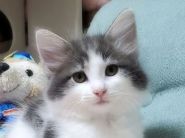 ノルウェージャンフォレストキャット【愛知県・女の子・2020年5月30日・ブルータビー&ホワイト（ロング）】の写真「【即日お迎え可】美しく成長しました😺」