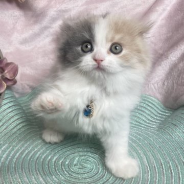 スコティッシュフォールド【愛知県・女の子・2023年11月8日・ダイリュートキャリコ】の写真「最高に可愛い女の子❤️」