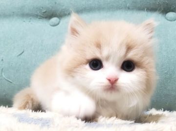 スコティッシュフォールド(立ち耳)【愛知県・男の子・2020年11月24日・クリームタビー&ホワイト（ロングヘア）】の写真「まんまる・もこもこ・とっても可愛い💕」