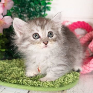 ミヌエット(短足)【愛知県・男の子・2024年2月16日・シェーデッドシルバー（ロングヘアー）】の写真「3万円値下げ✨4月21日までの期間限定🙇‍♀️✨」