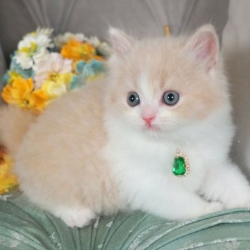 ブリティッシュショートヘア【愛知県・男の子・2023年9月15日・クリーム&ホワイト（ロングヘア）】の写真「まんまるふわふわの男の子❤️」