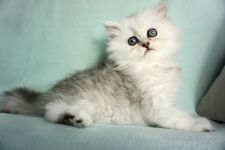 みんなの猫図鑑 チンチラペルシャ みんなの猫図鑑 チンチラペルシャ