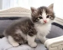 ノルウェージャンフォレストキャット【愛知県・男の子・2021年5月7日・ブルータビー&ホワイト】の写真1