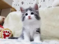 ノルウェージャンフォレストキャット【愛知県・女の子・2020年10月23日・ブルータビー&ホワイト】の写真1「12月10撮影 生後48日」