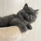 ブリティッシュショートヘア【愛知県・男の子・2023年3月3日・ブルー】の写真1