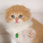 スコティッシュフォールド(折れ耳)【愛知県・女の子・2024年5月17日・レッドタビー&ホワイト】の写真1