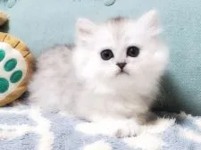 ペルシャ(チンチラ)【愛知県・女の子・2020年12月24日・シェーデッド・シルバー】の写真1「2月11日撮影」