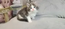 ノルウェージャンフォレストキャット【愛知県・女の子・2022年1月12日・ブルータビー&ホワイト】の写真1