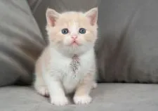 ブリティッシュショートヘア【愛知県・女の子・2022年5月17日・クリームタビー&ホワイト】の写真1