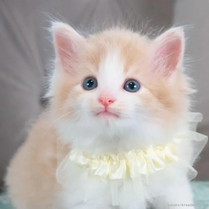 ID:2207-01816の子猫