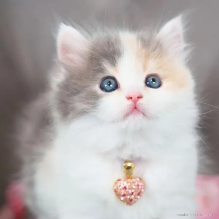 ID：2211-00754の子猫