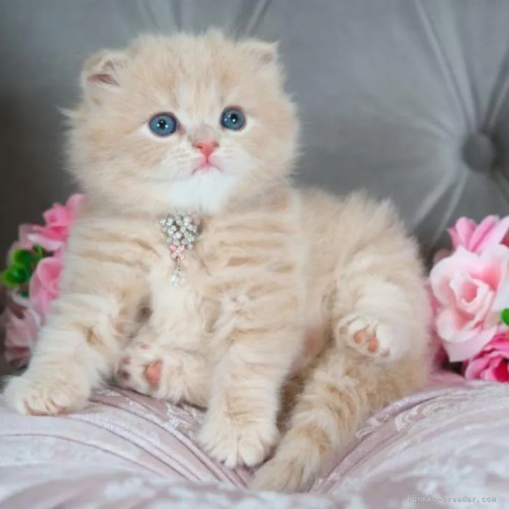 ID：2211-00131の子猫