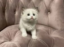 ラグドール【愛知県・女の子・2021年11月2日・シールポイントバイカラー】の写真2