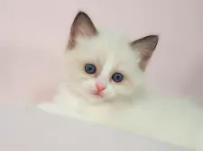 ラグドール【愛知県・男の子・2021年7月17日・シールポイントバイカラー】の写真2