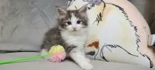 ノルウェージャンフォレストキャット【愛知県・女の子・2022年1月12日・ブルータビー&ホワイト】の写真2