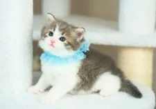 ノルウェージャンフォレストキャット【愛知県・女の子・2022年3月10日・ブルータビー&ホワイト】の写真2