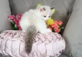 ラグドール【愛知県・女の子・2022年11月25日・シールポイントバイカラー】の写真5