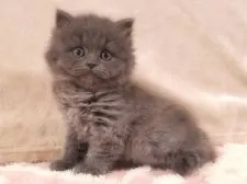 ブリティッシュショートヘア【愛知県・女の子・2020年11月18日・ブルー】の写真5「1月5日撮影 幼い頃💕」