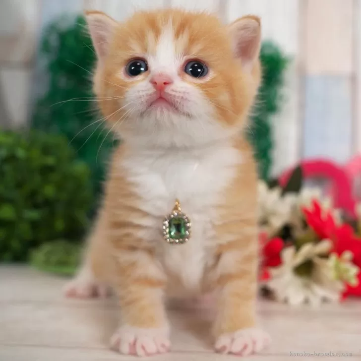 ID：2501-01572の子猫