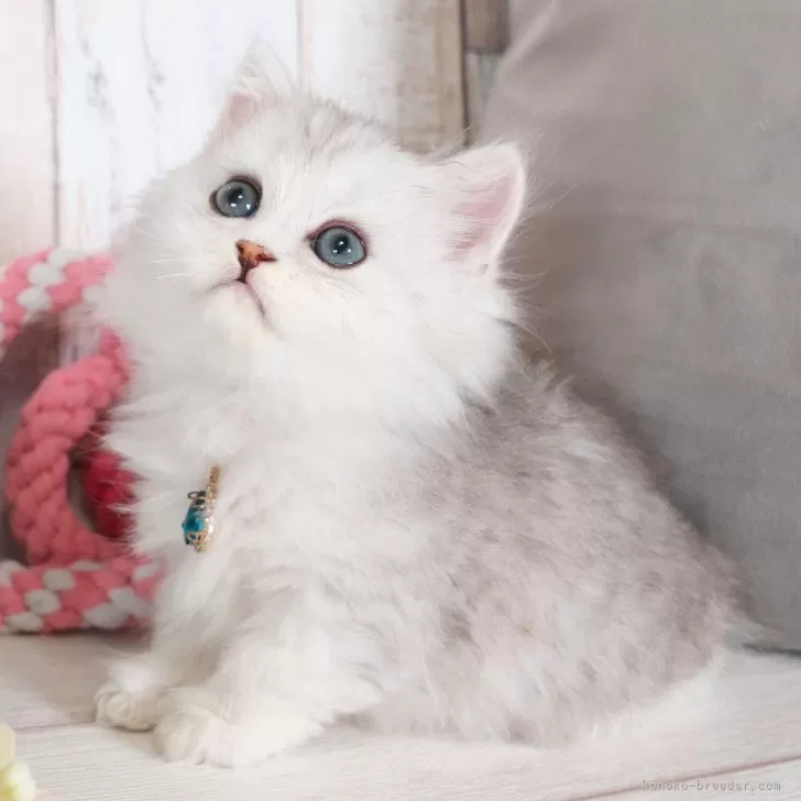 H.S 様のお迎えした子猫