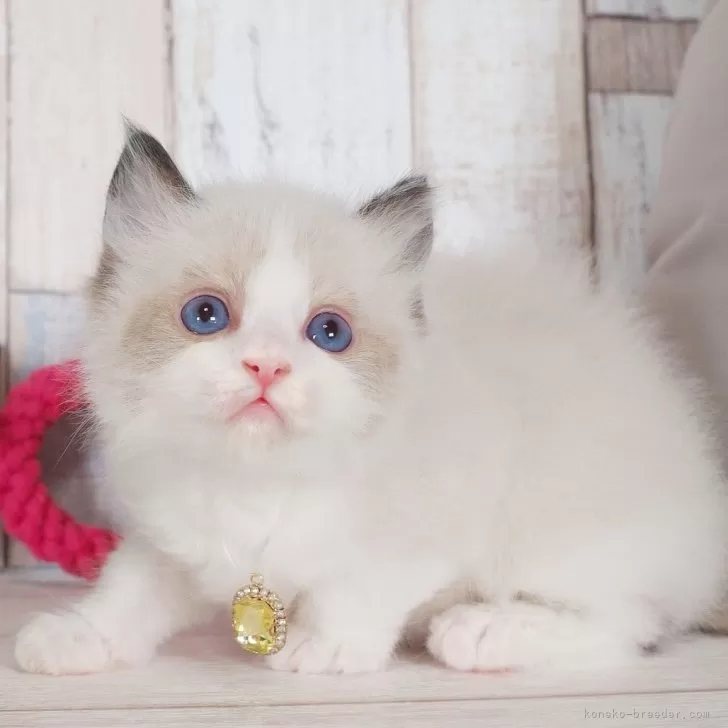 ID：2506-03041の子猫