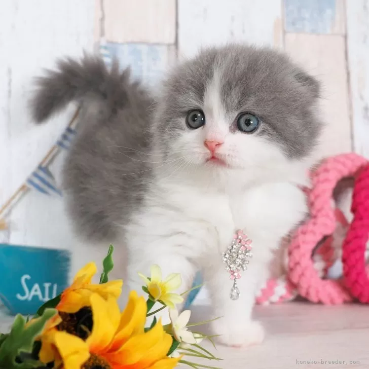 M.K 様のお迎えした子猫