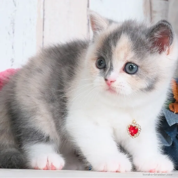ID：2608-50723の子猫